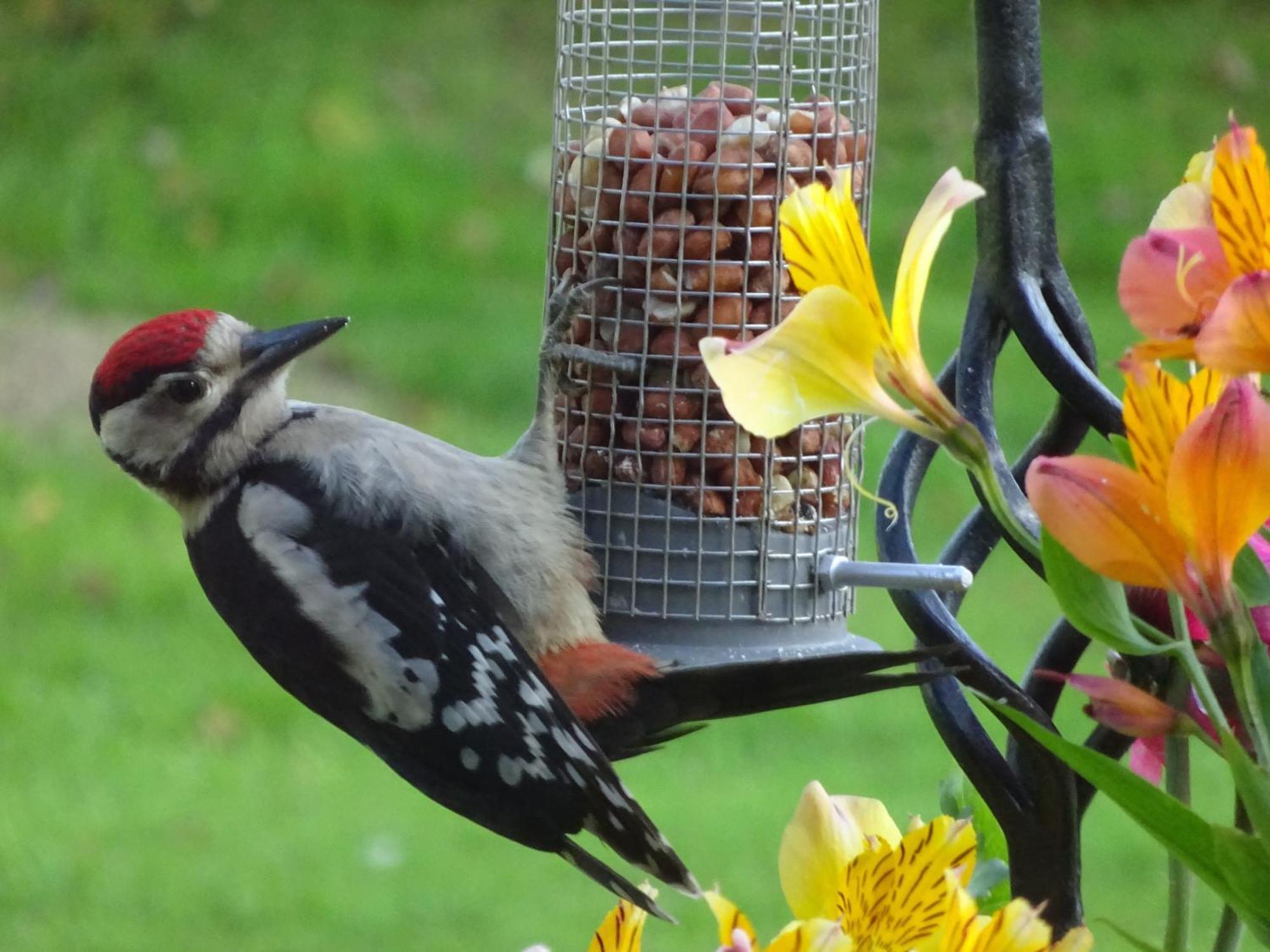 Eaton  Yew Tree Farm Bed & Breakfast エクステリア 写真